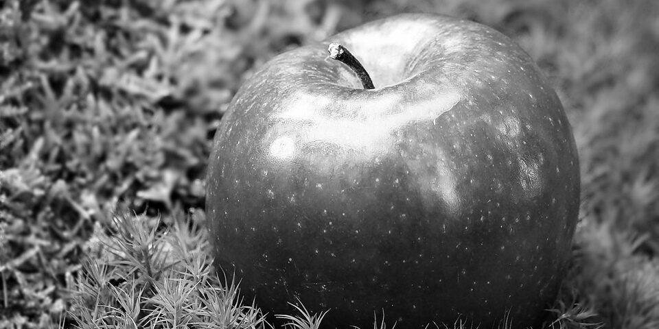 imagen a blanco y negro de una fruta manzana