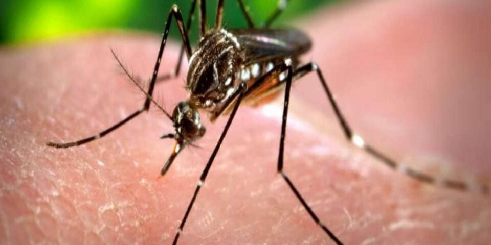 zancudo del zika